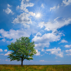 Fototapeta na wymiar alone tree among prairies at summer sunny day