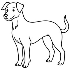 black and white dog