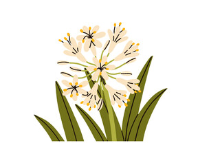 Flower bloom. Summer floral plant with leaf and buds. Delicate gentle African lily, Agapanthus orientalis. Beautiful wildflower. Botanical natural flat vector illustration isolated on white background - 781139238