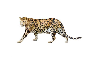 leopard isolated on white background