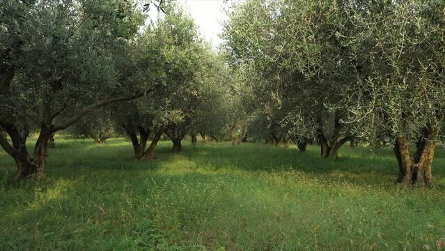 Slow flight between olive trees. Movement between olive tree plantations. Drone flying between an olive tree. Olive trees on green grass at sunrise.