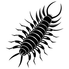 silhouette of a spider