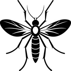 black and white spider