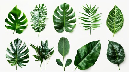 An image of tropical leaves against a white background
