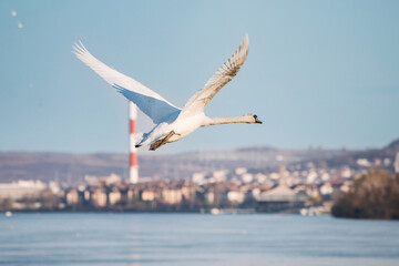 Belgrade's scenic riverside offers a haven for wildlife like majestic swans, with their stunning close-ups contrasting against the blue sky.