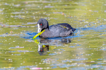 Eurasian Coot in the pond at Mayfield Garden