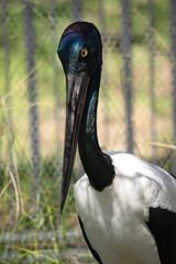 The Jabiru or black necked stork is a black-and-white waterbird stands an impressive 1.3m tall and has a wingspan of around 2m.