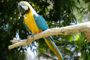 the blue and gold Macaw has back and upper tail feathers of the blue and gold macaw are brilliant blue; the underside of the tail is olive yellow.