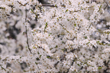 Close-up of white apple blossoms on a blooming tree branch, signaling the arrival of spring in the park.