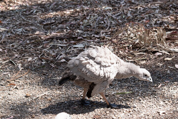 The Cape Barren Goose is a very large, pale grey goose with a relatively small head. It has rows of large dark spots in lines across the shoulders and wings.