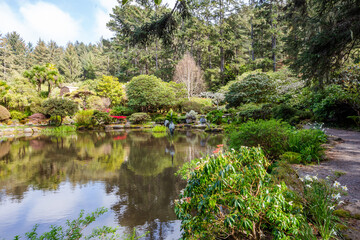 Beautiful Japanese garden pond in spring blooming season