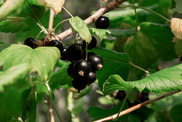 Black currant berries on a branch, harvested