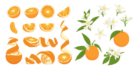 Set with orange flower, orange on a branch, a whole orange and half a fruit. Flat vector orange set.	