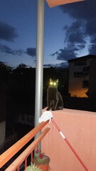 Black cat pet spooky portrait with a photo flash on a terrace