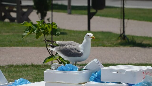 Large Mediterranean gulls fly to seagull sitting on top of fish containers in park and start eating. Dump of waste from fishing industry after trading in city park. Bird screams and calls flock.