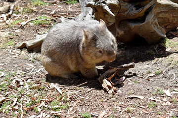The Common Wombat has a large nose which is shiny black, much like that of a dog. The ears are relatively small, triangular, and slightly rounded