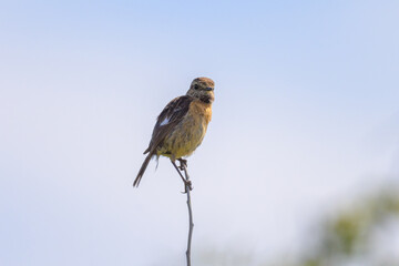 A common stonechat sitting on a small twig - 781147003