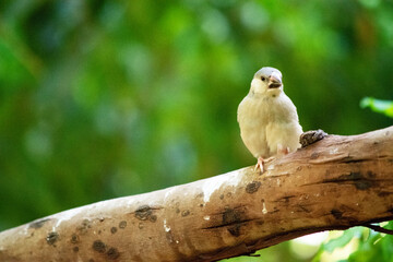the young Java sparrow still has a grey beak, when in matures the beak will be red