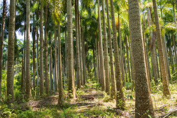 Palm tree jungle near Muse Lake in Qiongzhong, Hainan, China