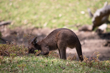the kangaroo-Island Kangaroo joey has a brown body with a white under belly. They also have black...
