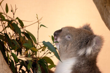 the Koala has a large round head, big furry ears and big black nose. Their fur is usually grey-brown in color with white fur on the chest, inner arms, ears and bottom.