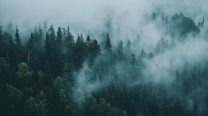 Foggy forest. Generative AI
