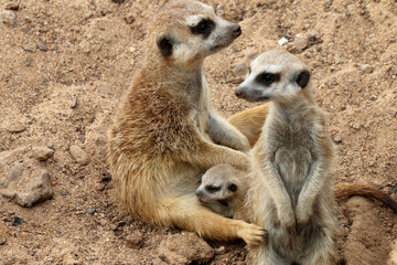 Erdmännchen (Suricata suricatta) mit Jungtier im Sand