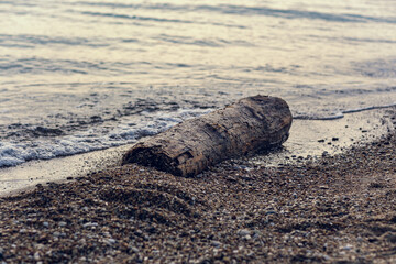 A log lies on the seashore and is washed by the surf.
