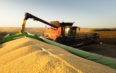 Combine transferring soybeans after harvest - 781150893