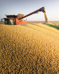 Combine transferring soybeans after harvest