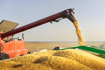 Combine transferring soybeans after harvest - 781151254