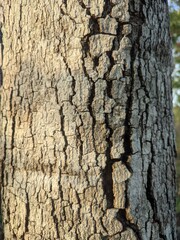 Tamarindus tree trunk