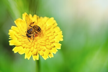 Close up bee on a yellow dandelion. Bee on a dandelion flower close up. Bee with flower