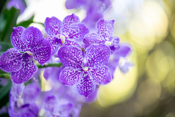 Close-up purple - white orchid on green blur bacground, Vanda coerulea - 781153825
