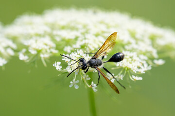 A Mexican Grass carrying Wasp feeding on a flower - 781154822