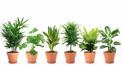 Isolated on white background, collection set of houseplants in flower pots