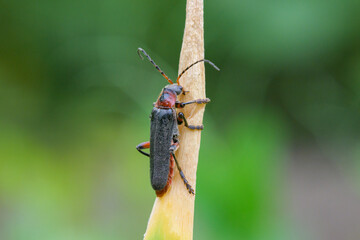 A Rustic Sailor Beetle resting on a leaf - 781154839