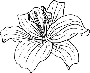 Hand drawn lily blossom flowers