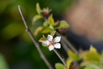 Nanking cherry branch with flower