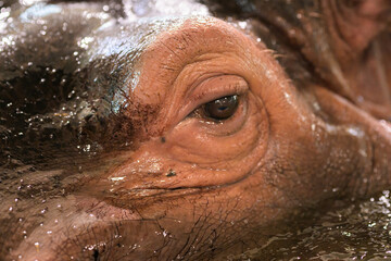 Closeup portrait of a Hippo in a zoo - 781155660
