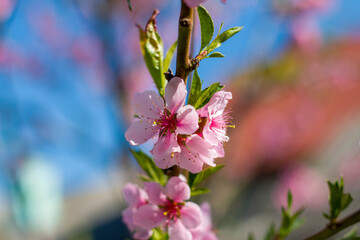 nectarine peach spring blossom branch