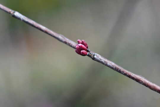 Eastern Redbud Cascading Hearts branch with flower buds