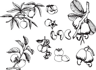set of hand drawn sketch of flowers