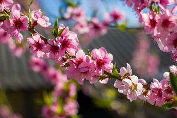 peach nectarine flower blossom on spring branch