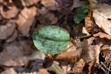 Dogs tooth violet leaf