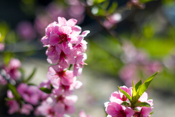 Fototapeta na wymiar peach nectarine spring flowers blossom on branch