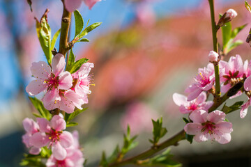 spring nectarine peach blossom on sunny day branch