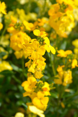 Yellow Wallflower Primerose Dame flowers
