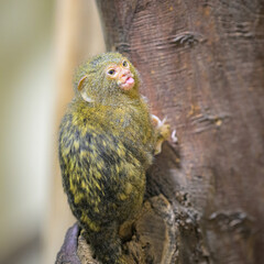 A cute little Pygmy marmoset sitting on a tree - 781156413