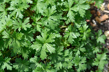 Ashy cranesbill leaves